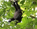 A young and curious black howler monkey Royalty Free Stock Photo