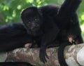 A male black howler baby monkey resting on a branch Royalty Free Stock Photo