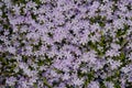 Alove-shaped phlox of lilac color, texture, many small flowers