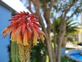 Alovera flowers in the garden Royalty Free Stock Photo