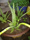 Alovera grow in tarace garden Royalty Free Stock Photo