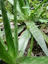 Alovera plant in home garden green in color Royalty Free Stock Photo