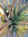 Aloevera plant in India in a pot Royalty Free Stock Photo