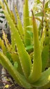 Aloevera tree looks smaller but most useful