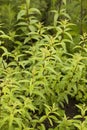 Aloysia Citriodora Royalty Free Stock Photo