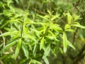 Aloysia citrodora - Lemon verbena`s green leaves Royalty Free Stock Photo