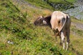 Alp cow Royalty Free Stock Photo