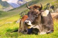 Alp cow Royalty Free Stock Photo