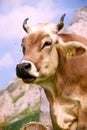 Alp Cow Royalty Free Stock Photo