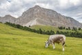 Alp Cow grazing in a meadow at a beautiful mountain Royalty Free Stock Photo