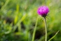 Alp thistle flower Royalty Free Stock Photo