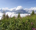 Alp vegetation and Sextener dolomites, Italy Royalty Free Stock Photo