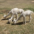 Alpac animals feeding South Africa