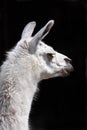 Alpaca Royalty Free Stock Photo