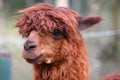 Alpaca Royalty Free Stock Photo