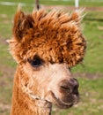 Alpaca Royalty Free Stock Photo