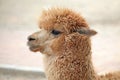 Alpaca Royalty Free Stock Photo