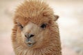 Alpaca Royalty Free Stock Photo