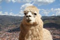 Alpaca