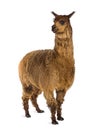 Alpaca against white background Royalty Free Stock Photo