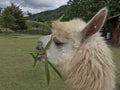 Alpaca