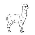 Alpaca animal icon Royalty Free Stock Photo