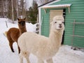 Alpaca animals in winter