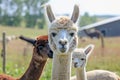 alpaca with a baby cria by its side in the pasture Royalty Free Stock Photo