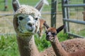 alpaca with a baby cria by its side in the pasture Royalty Free Stock Photo