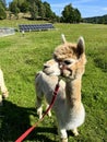 Alpaca brown on a background of green grass