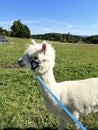 Alpaca brown on a background of green grass