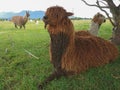 Alpaca brown colour sitting on green glass