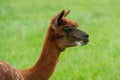 Alpaca, brown llama on spring meadow on farmyard Royalty Free Stock Photo