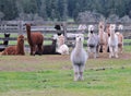 Alpaca Central Royalty Free Stock Photo