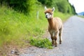 alpaca chewing grass standing near a dirt road