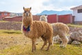 Alpaca Chinchero Peru