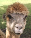 A curious Alpaca in close up Royalty Free Stock Photo