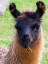 An alpaca