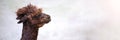 Alpaca close-up. Head of a brown alpaca, side view. Funny animal. Space for text. Royalty Free Stock Photo