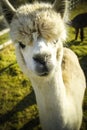 Alpaca in close up on sunny day on farmland