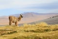 Alpaca at Colorado Lagoon, Bolivia