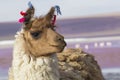 Alpaca at Colorado Lagoon, Salt Lake, Bolivia, South America.