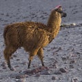 Alpaca at Colorado Lagoon, Salt Lake, Bolivia, South America.