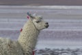 Alpaca at Colorado Lagoon, Salt Lake, Bolivia, South America.