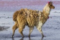 Alpaca at Colorado Lagoon, Salt Lake, Bolivia, South America.