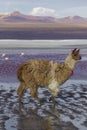 Alpaca at Colorado Lagoon, Salt Lake, Bolivia, South America.