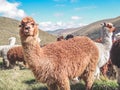 Domesticated alpacas, social herd animals that live in family groups