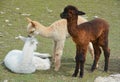 Alpaca