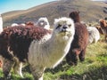Domesticated alpacas, social herd animals that live in family groups