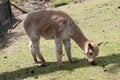 the alpaca is eating grass
